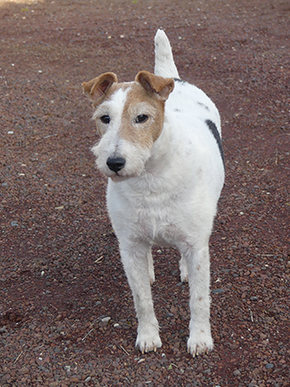 (48) - Flash - Chien mâle castré, X Fox Terrier de 4 ans - Adopté ! Image.num1613548640.of.world-lolo.com