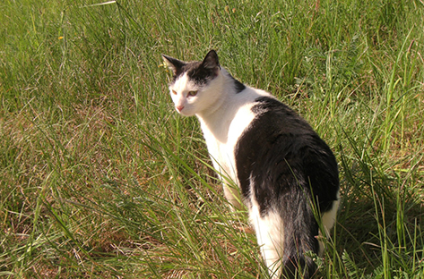 (48) - Lana et Litchi - Chatons de 3 mois - Noirs et blancs - Adoptés ensembles ! Image.num1614586716.of.world-lolo.com