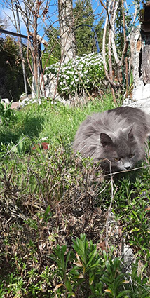 Plume- chaton femelle de 5 mois typée chartreux-à l'adoption-adoptée Image.num1615288719.of.world-lolo.com