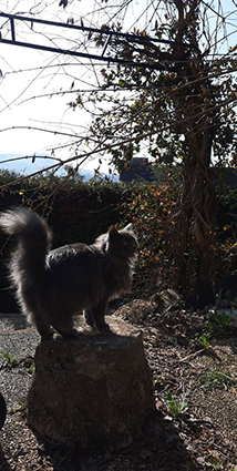 Plume- chaton femelle de 5 mois typée chartreux-à l'adoption-adoptée Image.num1615288760.of.world-lolo.com