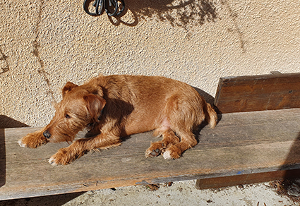 Rocky renommé Harley- chiot X terrier de 3 mois- à l'adoption- adopté- Image.num1615562228.of.world-lolo.com