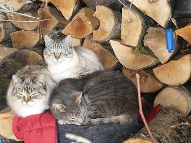 (48) - Alpine, Jonquille et Joupi - Famille de chats adoptés par Agnès ! - Page 4 Image.num1615884665.of.world-lolo.com