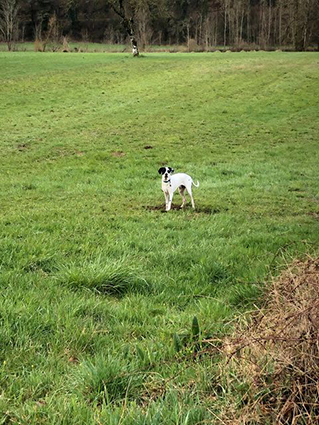 Olaf- chiot mâle croisé beauceron noir et blanc de 2 mois- à l'adoption-adopté Image.num1616141742.of.world-lolo.com