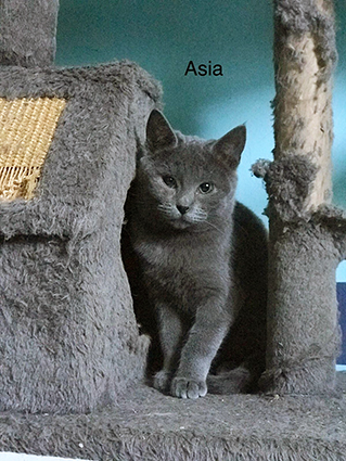 Asia - minette grise de 8 mois- à l'adoption- adoptée Image.num1616999988.of.world-lolo.com