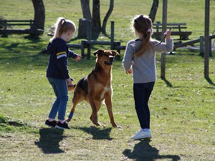 Petrus- mâle croisé beauceron noir et feu de 1 an- à l'adoption-adopté Image.num1620202124.of.world-lolo.com