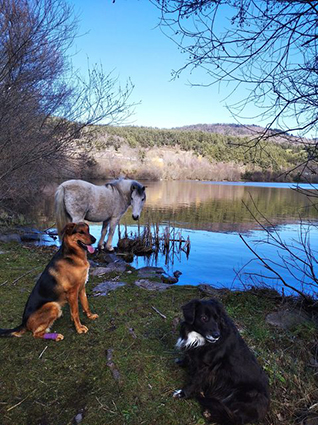 Petrus- mâle croisé beauceron noir et feu de 1 an- à l'adoption-adopté Image.num1620202162.of.world-lolo.com