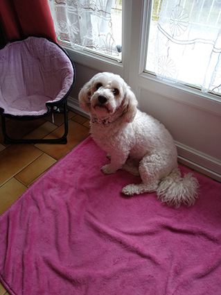 Djin-croisé bichon de 3 ans- adopté! Image.num1620969582.of.world-lolo.com