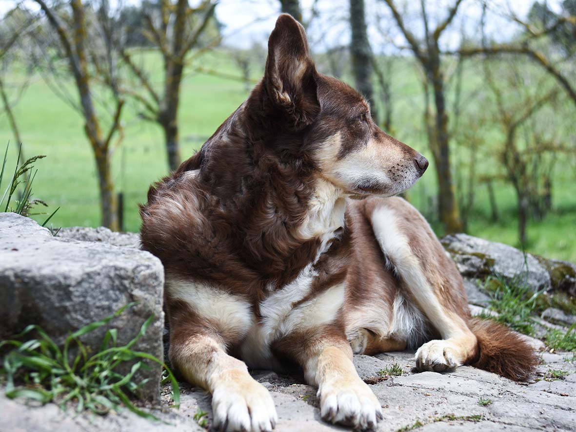 Kali- croisé Husky de 2 ans- adopté- Image.num1621064784.of.world-lolo.com