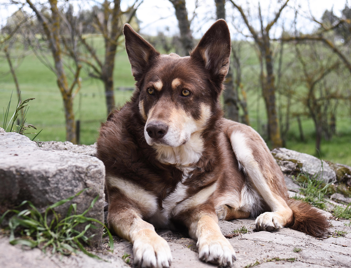 Kali- croisé Husky de 2 ans- adopté- Image.num1621064822.of.world-lolo.com