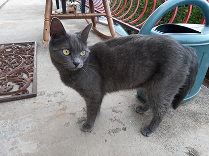 Perle renommée Pearl- chaton femelle de 5 mois typée chartreux- à l'adoption-adoptée Image.num1624111099.of.world-lolo.com