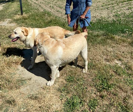 Baloo, mâle, 2 ans , x labrador adopté - Page 3 Image.num1625504461.of.world-lolo.com